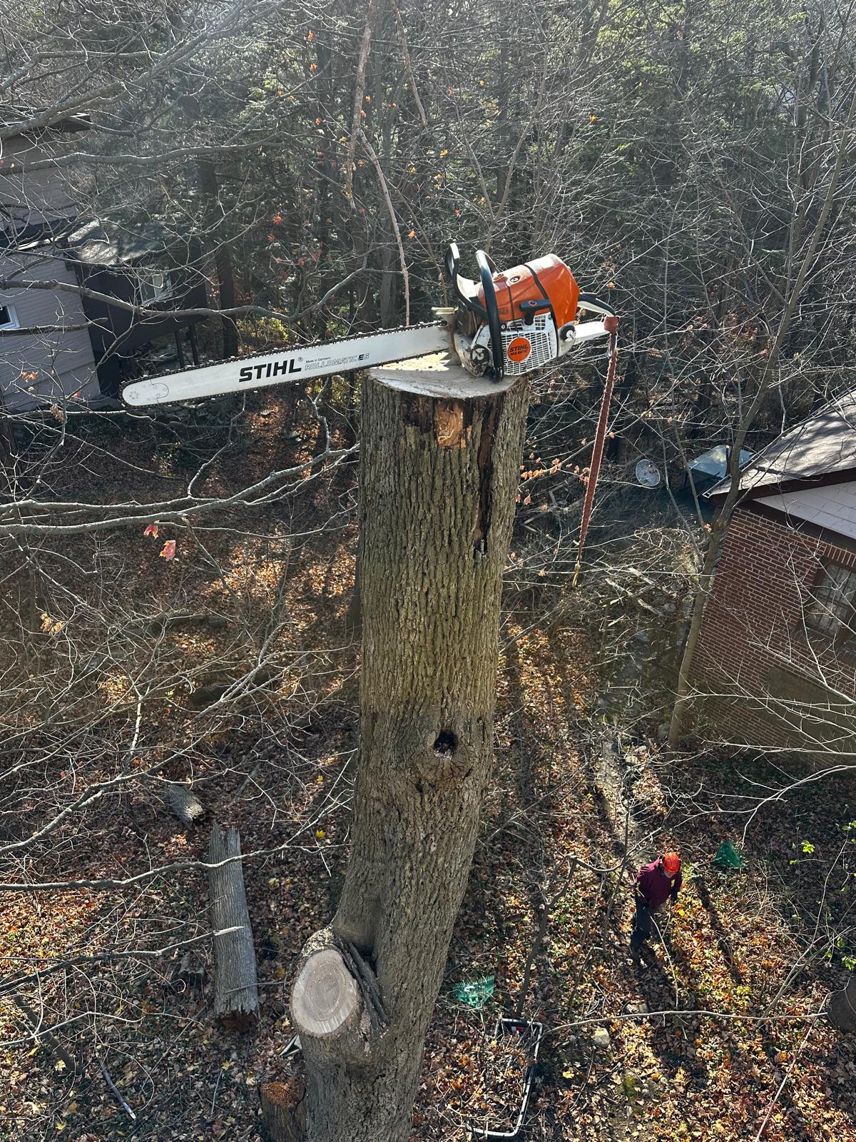 Chainsaw resting on a hollow ash spar during dead tree removal in Ajax
