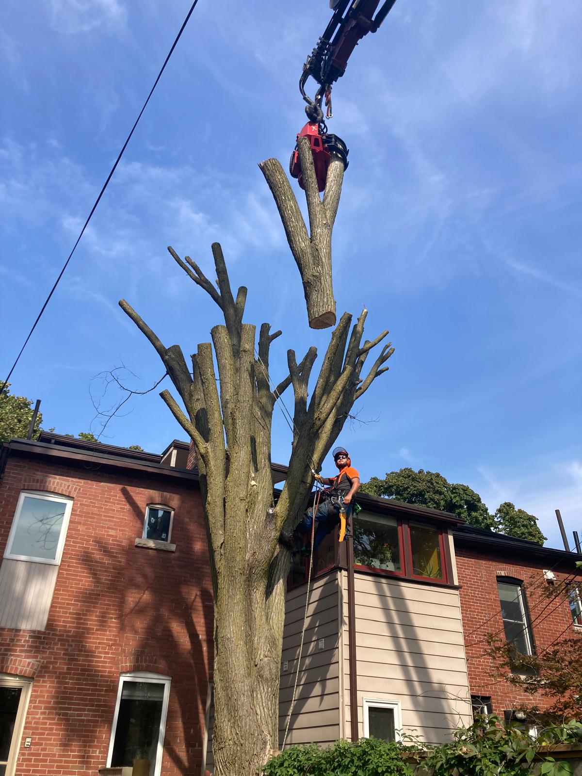 Climber sectionally rigging a dead tree beside a Pickering home