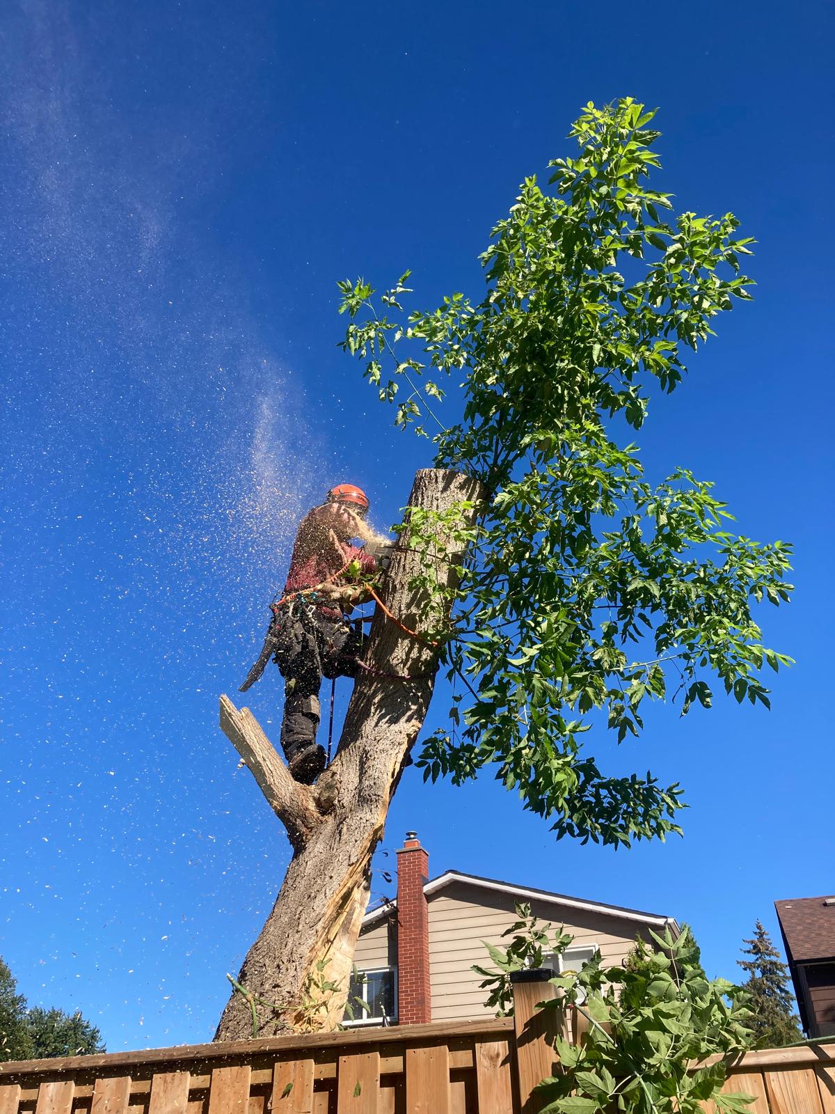 Climbing arborist cutting a trunk section during a tree removal in Oshawa