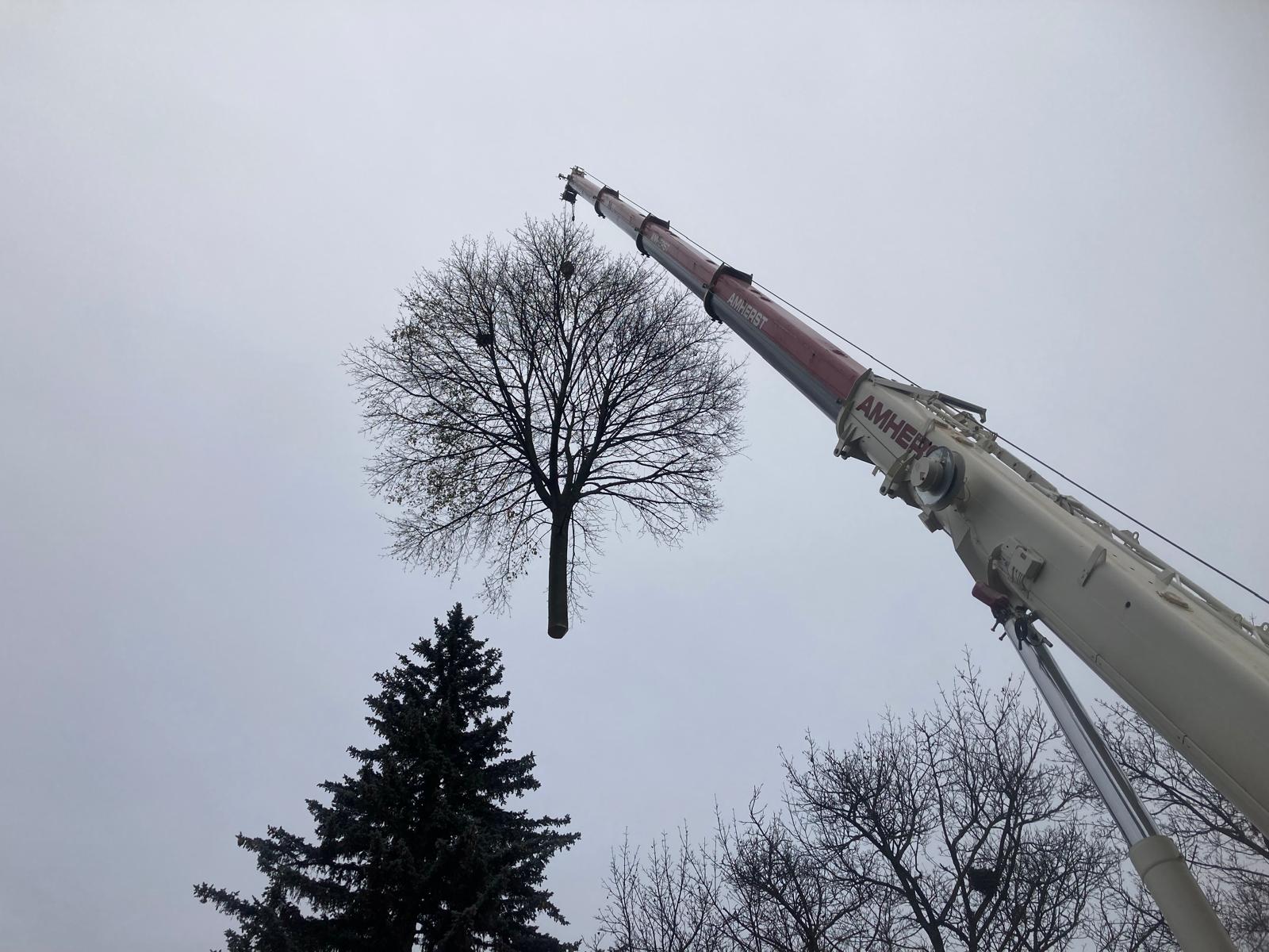 Crane lifting an entire tree canopy clear of a property in Durham Region