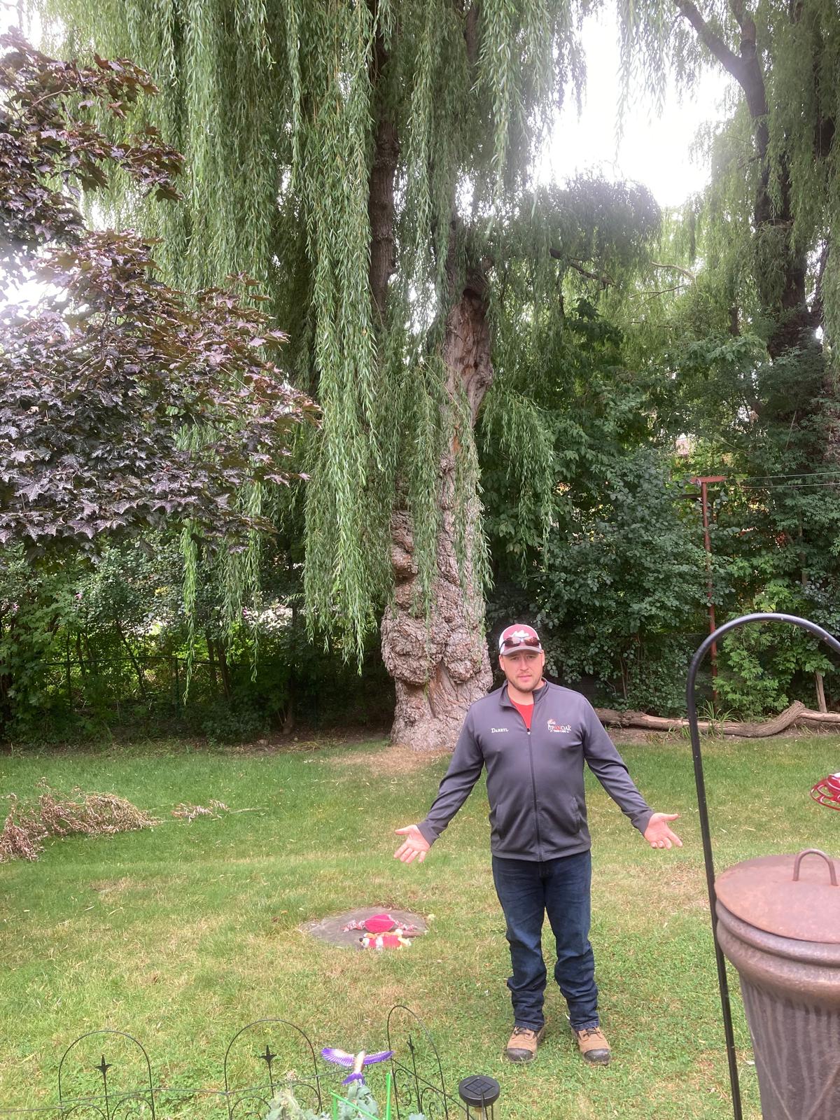 Arborist planning deadwooding on a mature willow in Pickering
