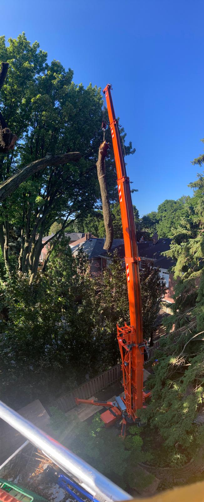 Crane lifting a pruned limb out of a mature canopy in Pickering