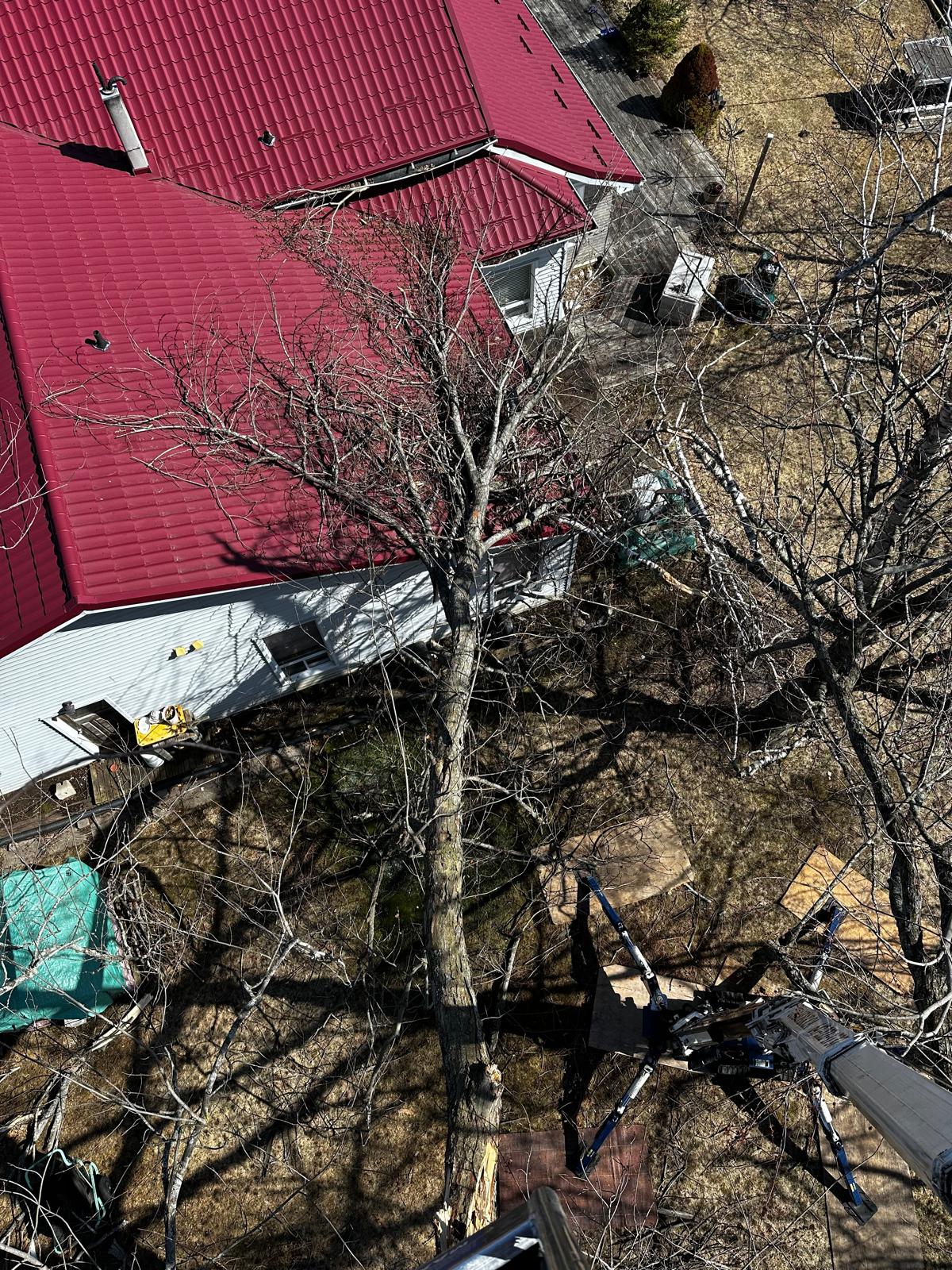 Aerial view of a dead tree leaning over a rooftop during removal in Whitby