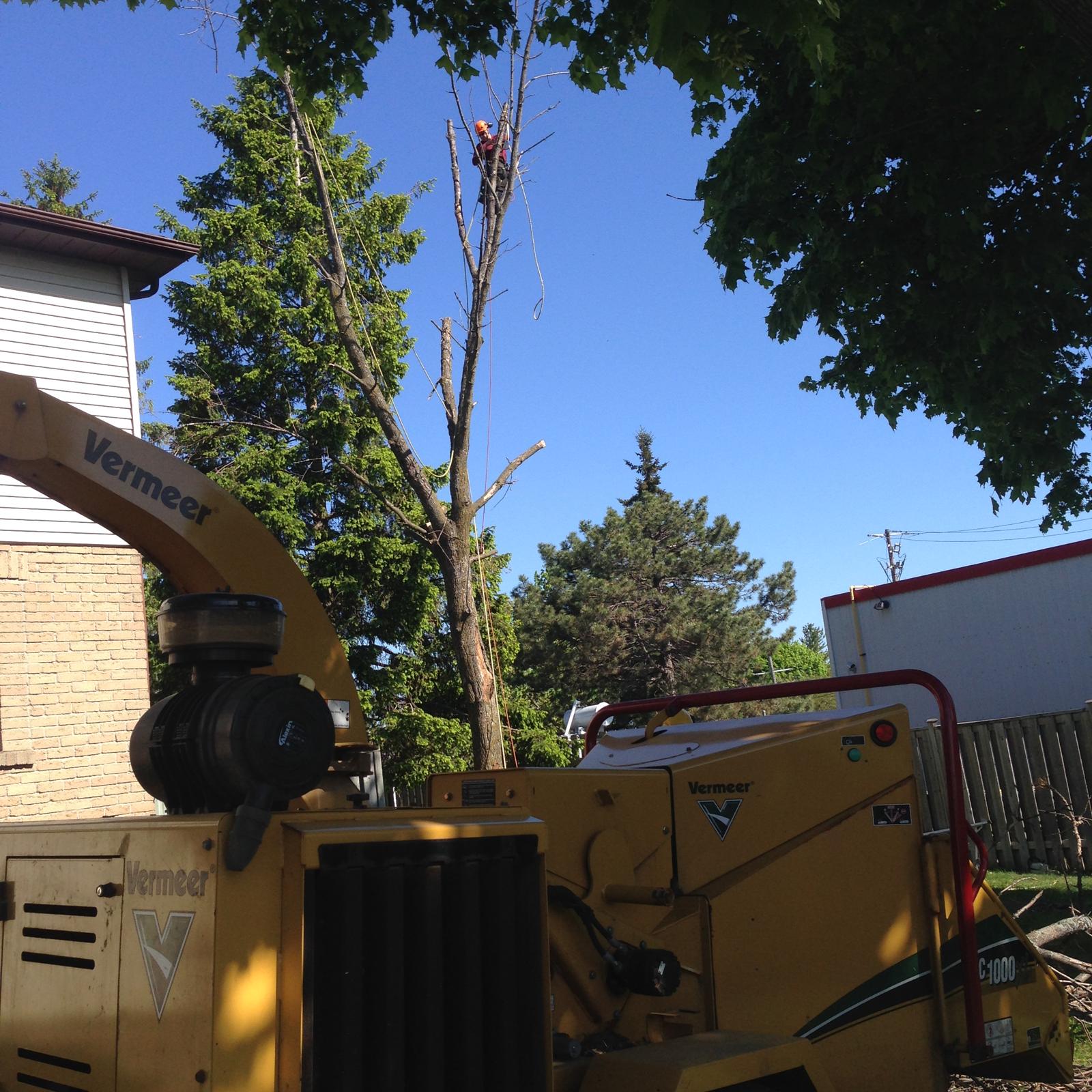 Wood chipper staged on site while a climber removes a dead tree in Pickering