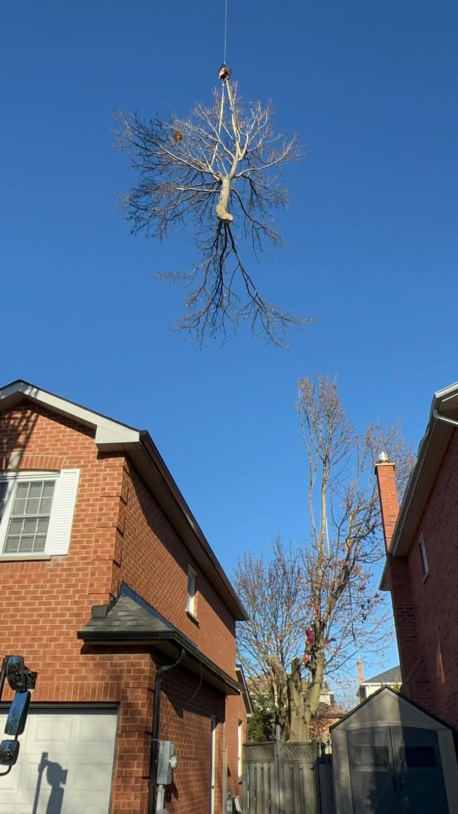 Dead tree canopy being flown out between two houses in Oshawa