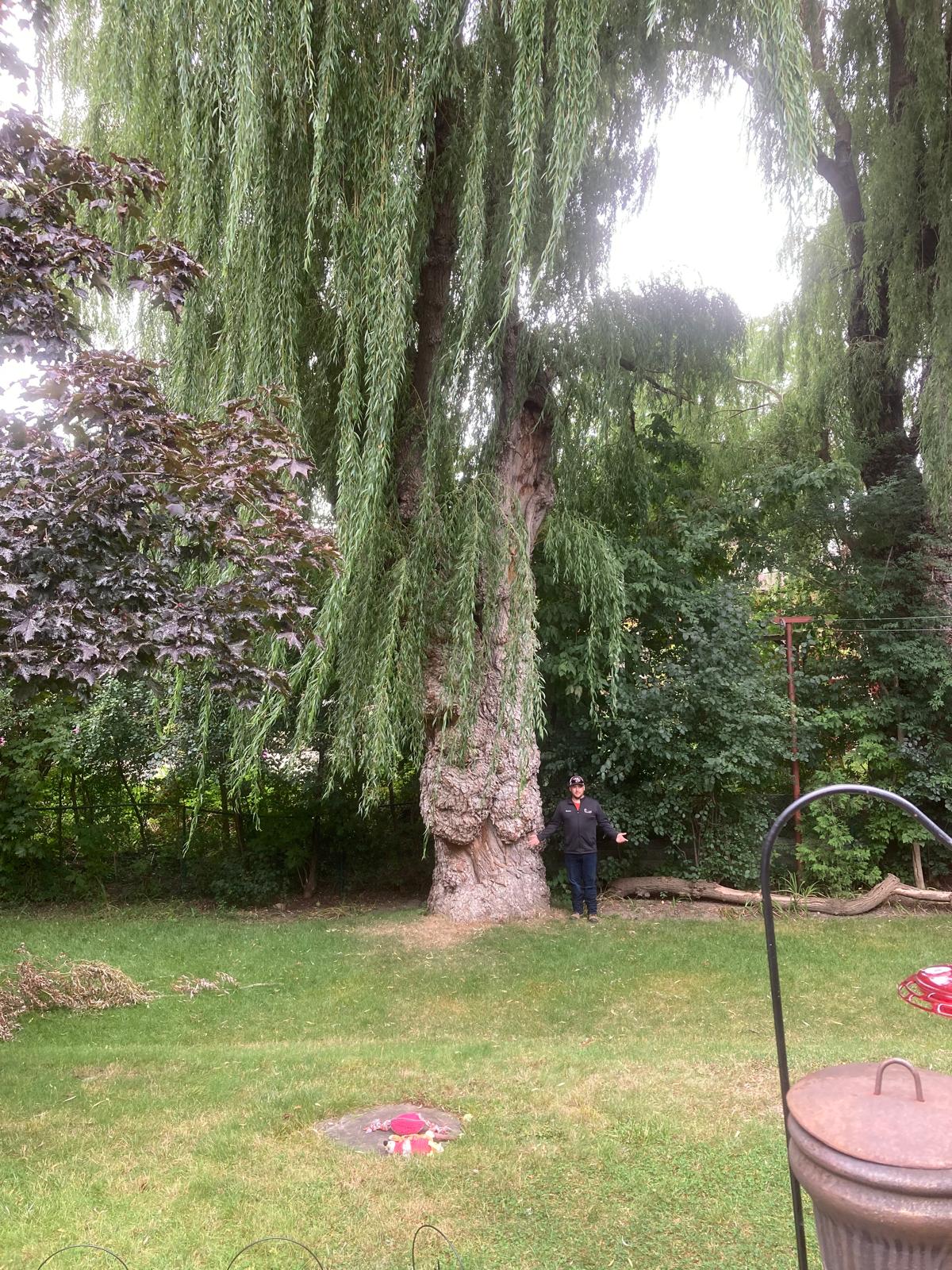 Arborist assessing a heritage weeping willow before pruning in Ajax