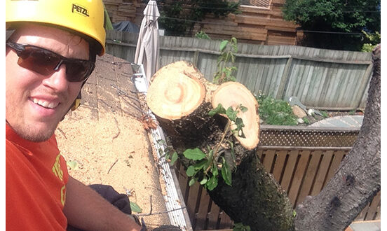 Tree Removal Permits