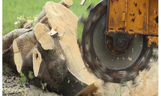 stump grinding
