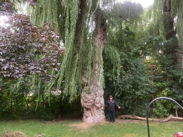 Tree Pruning Ajax