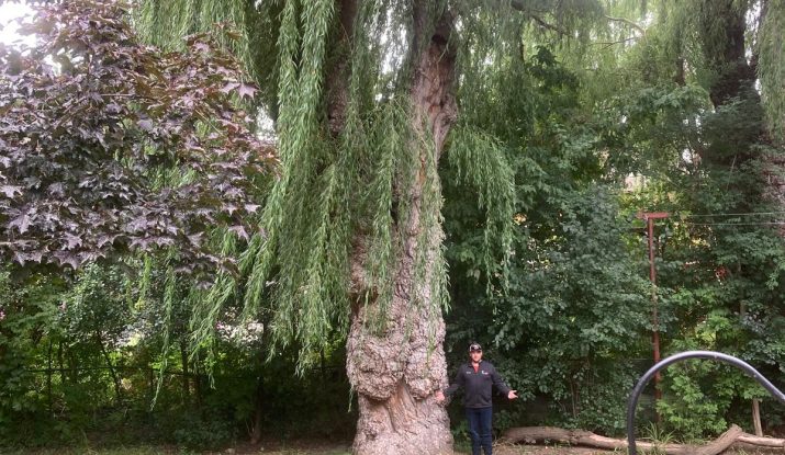 Tree Pruning Ajax