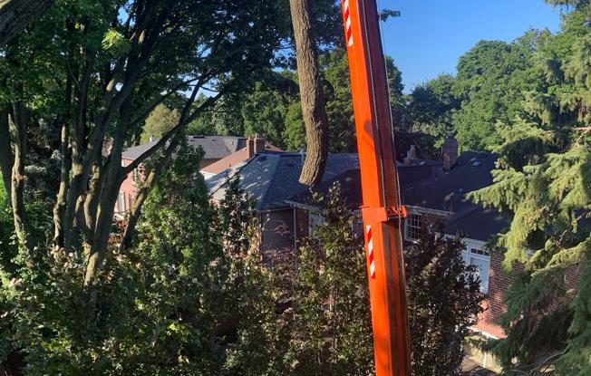 Tree Pruning servic Pickering