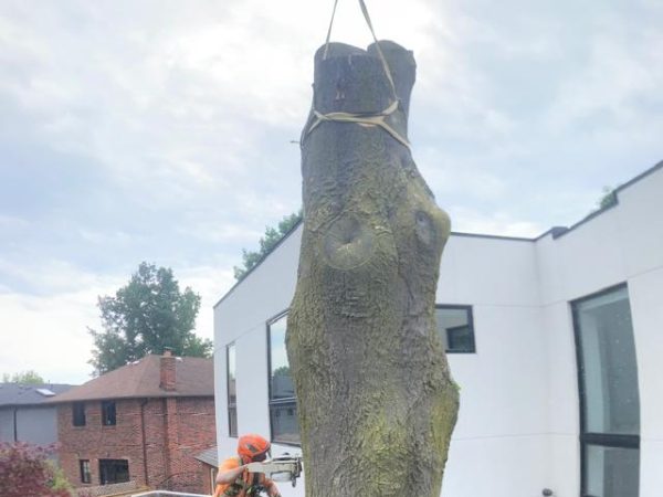 Tree Removal