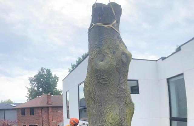 Tree Removal