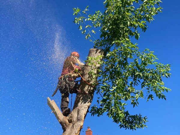 Tree Removal Oshawa