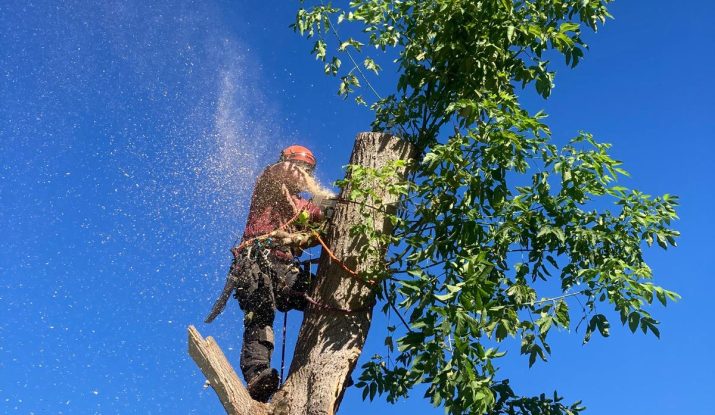 Tree Removal Oshawa