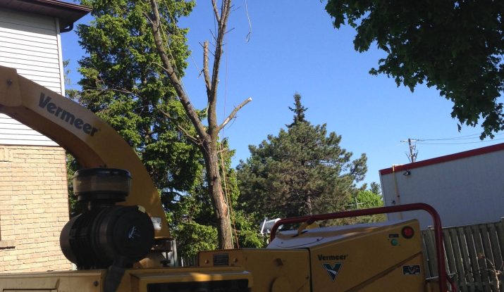Tree Removal Pickering