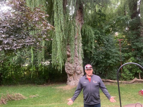 Tree Removal Service Pickering