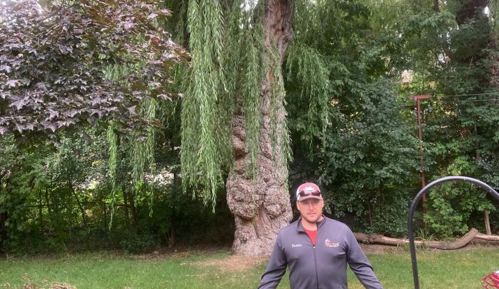 Tree Removal Service Pickering