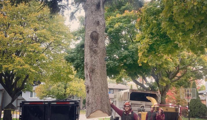 Tree Removal Services