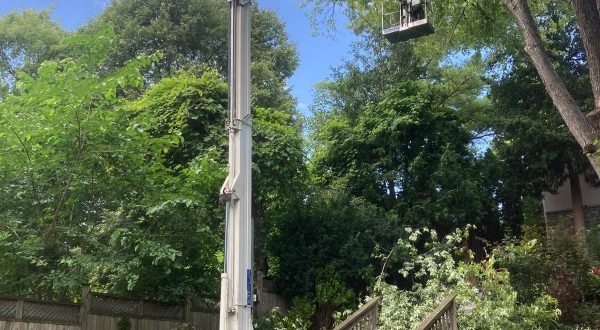Tree Removal Services Pickering