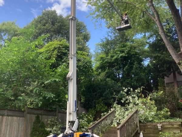Tree Removal Services Pickering
