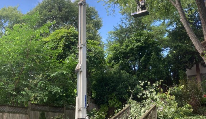 Tree Removal Services Pickering