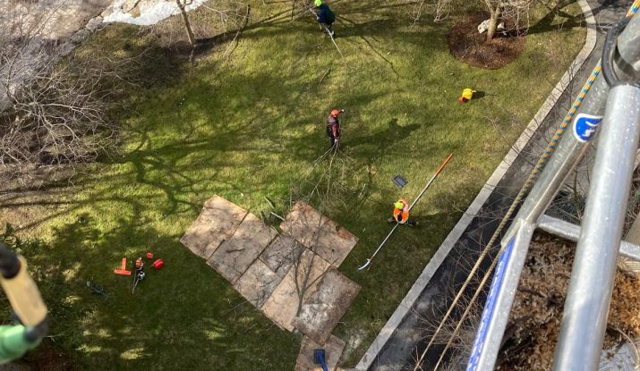 Tree Removal Whitby