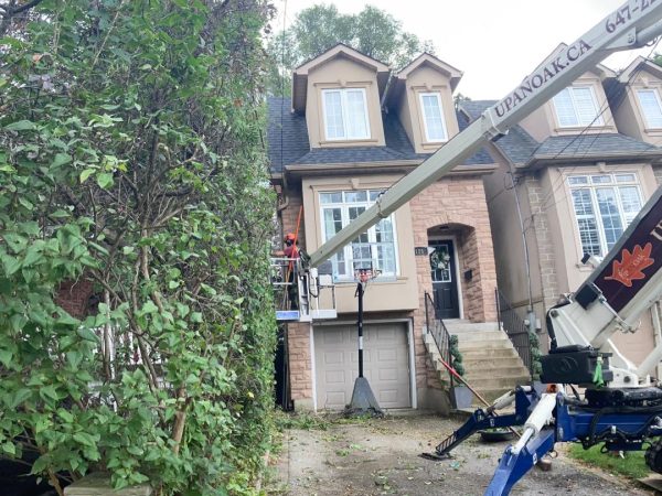 arborist oshawa