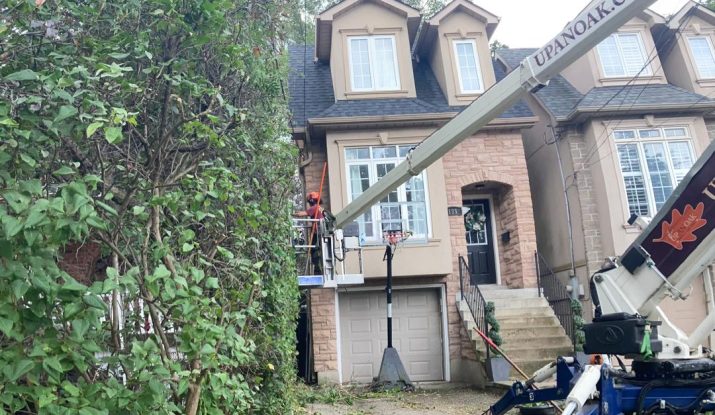 arborist oshawa