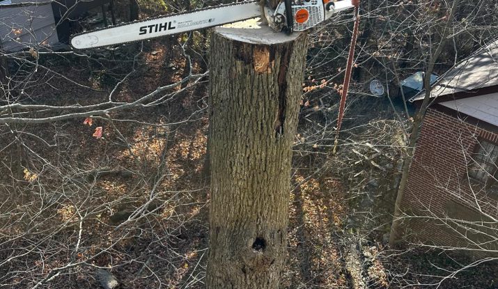 dead tree removal ajax