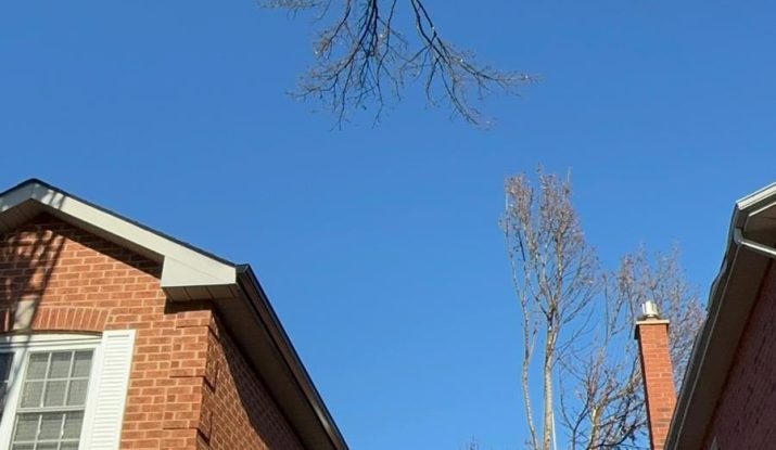 dead tree removal oshawa