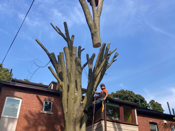 dead tree removal pickering