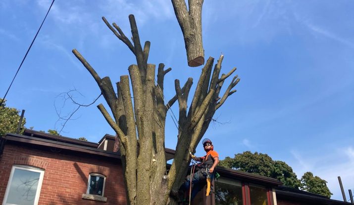 dead tree removal pickering