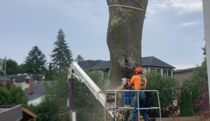tree removal durham region